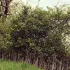 ✨edgar✨ - @edgar.der.busch - TikTok