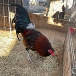 Edgar Caldera - @caldera_gamefarm - Instagram