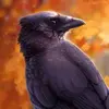 Edgar Carrion478 - @bravestraven - TikTok