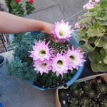 Edgar Ceron - @edgar.ceron.944 - Instagram