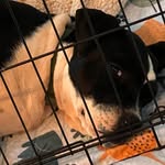 Chonky Tonk (aka Edgar/ Cooper) - @my_foster_dog_chonk_aka_edgar - Instagram