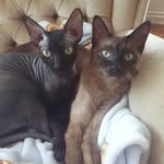 Edgar&Dahlia - @edgaranddahlia - Instagram
