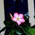 Edgar Farrell - Facebook