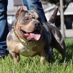 Edgar fausto - @sof_sistersed_bullys - Instagram
