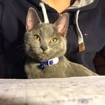 Edgar Fredrick I° e Grace - @eddy_grace_cats - Instagram