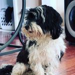 Edgar Friendly Dog - @edgarfriendlydog - Instagram