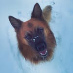 @edgar_harzer_fuchs - Instagram