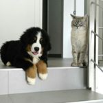 Edgar + Gordon - @edgar_and_gordon - Instagram
