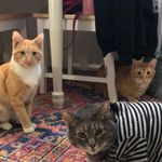 Edgar, Gordon, and Oliver - @edgargordonoliver - Instagram