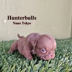 Edgar Hunterbullskennels Alcantar - @edgarhunterbullskennels - Instagram