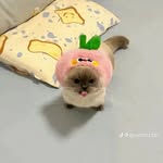 Edgar landeros - @silly_cat19 - Instagram