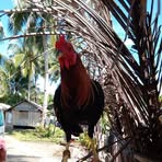 Edgar Langurayan - Facebook
