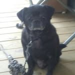 Jack Edgar Lear - @jack_the_pug100 - Instagram