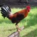 Edgar Lemon - Facebook