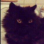 EdgarAllenPoe_fromBelgium - @lord_edgar_07 - Instagram
