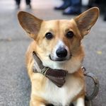 Lord Edgar Of Hamilton - @lord.edgar.corgi - Instagram