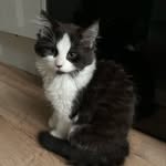Edgar (Eddie) and Poe Lowe - @poeloweandco - Instagram