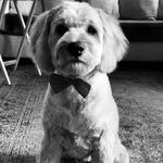 @edgarmurphy_goldendoodle - Instagram