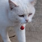 The Cat - @edgar_ott - Instagram