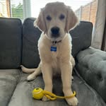 Edgar Pearson - @edgar_goldenretriever_ - Instagram