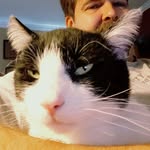 Edgar Phipps - @edgarthecatphipps - Instagram