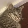 CatsAndFun - @.edgar.poe - TikTok