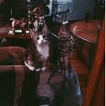 Edgar & Poe - @twoandahalfcats - Instagram