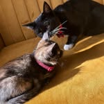 Edgar Poe & Sylvie Aurelia - @edgarandsylvie - Instagram