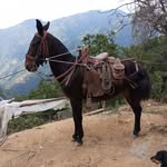 El-guaiquenito Campesino - @edgarposada43 - Instagram