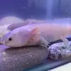 edgarpuertosmolina - @edgarpuertosmolina - TikTok