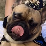 Edgar• il cane di Berceto - @edgarreal_ - Instagram