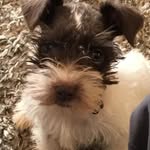 Edgar Reed - @edgarthe_puppy - Instagram