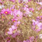 Edgar Sharp - @edgarsharplyb87063 - Instagram