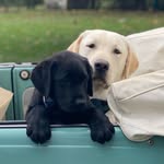 Strauss & Edgar - @straussyandedgar - Instagram