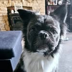Edgar Sutton-Sims - @edgarthefrollie - Instagram