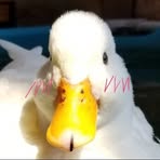 Swift Edgar - Facebook