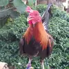 Edgar Verano - @edgar.verano5 - TikTok