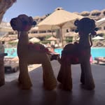 Edgar & Wallace - @edgar_wallace_weltenbummler - Instagram