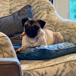 Edie Lehman-Collins - @littleediethepug - Instagram