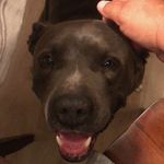 Elaine Edie Davis - @harleygurl369 - Instagram