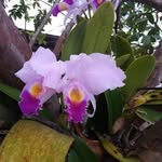 Edilberto chilito - @edilbertochilito - Instagram