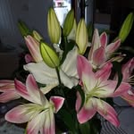 Edina Halilovic Salihovic - @edinahalilovicsalihovic - Instagram