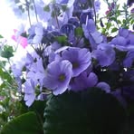 Edis Andrade - Facebook