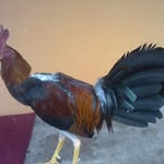 Edison Chavez - @edandres62 - Instagram