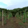 Edison Pacheco - @edison.pacheco36 - TikTok