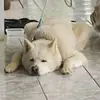 Edison Rosa - @edison.rosa - TikTok