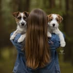 CALVI and EDISON Jack Russell Terriers - @calvi_edi_jrt - Instagram