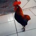 Edison Soares - Facebook