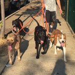 Einstein🐾Edison🐾Watson🐾Tyson🐾 - @smartypants_pitties - Instagram