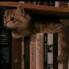 oliew12_books - @edit_books - TikTok